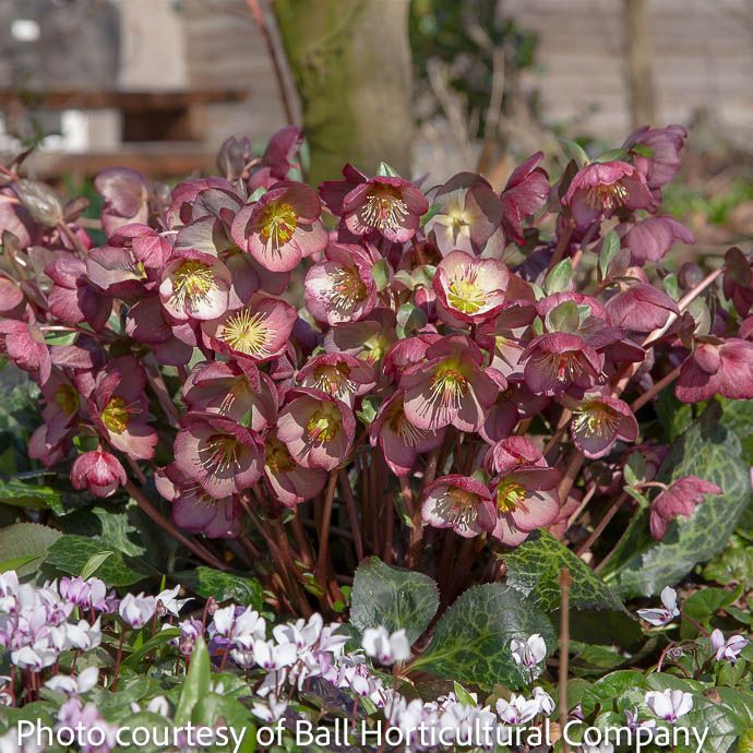 #1 Helleborus Frostkiss &#39;Elemental&#39; / Lenten Rose