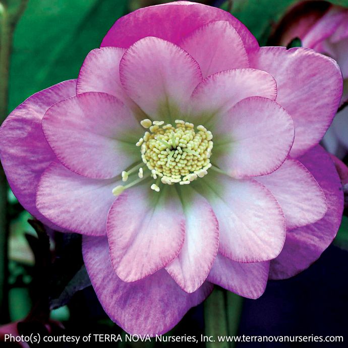 #1 Helleborus North Star &#39;Pink&#39;/ Lenten Rose
