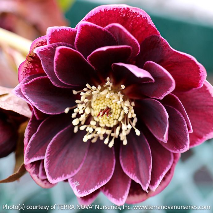#1 Helleborus North Star &#39;Plum&#39;/ Lenten Rose