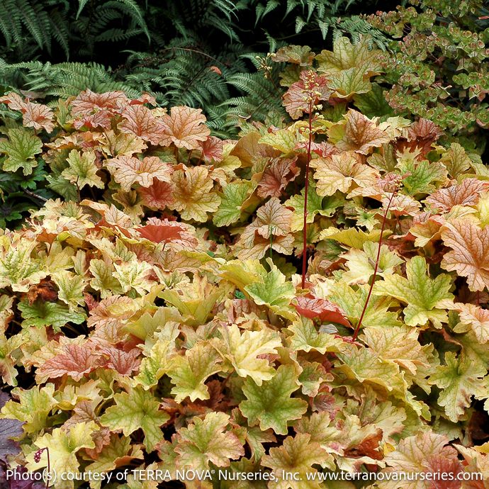 #1 Heuchera x Topaz Jazz/ Coral Bells