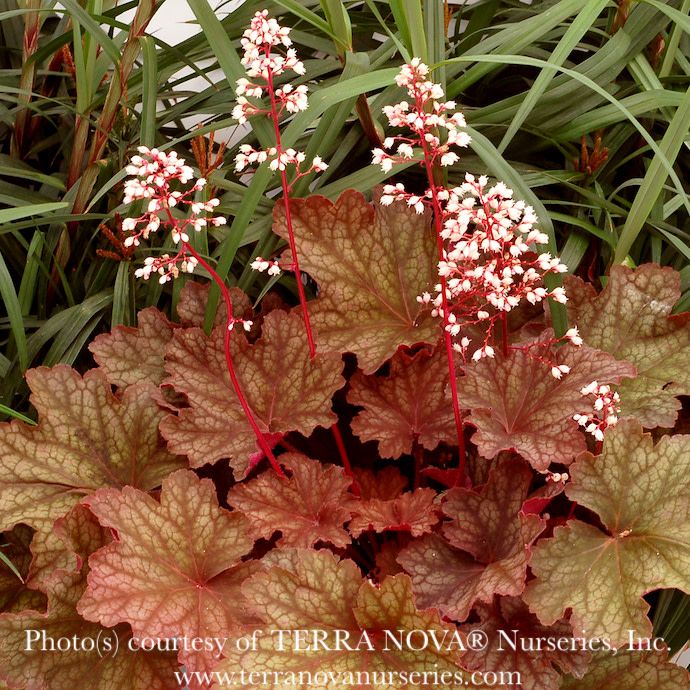#1 Heuchera x Rio/ Red Coral Bells