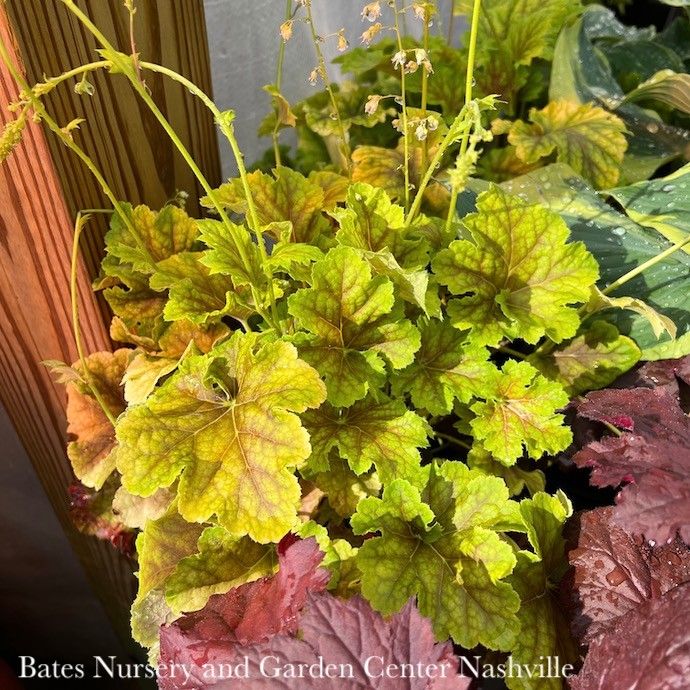 #1 Heuchera x Happy Flames/ Coral Bells