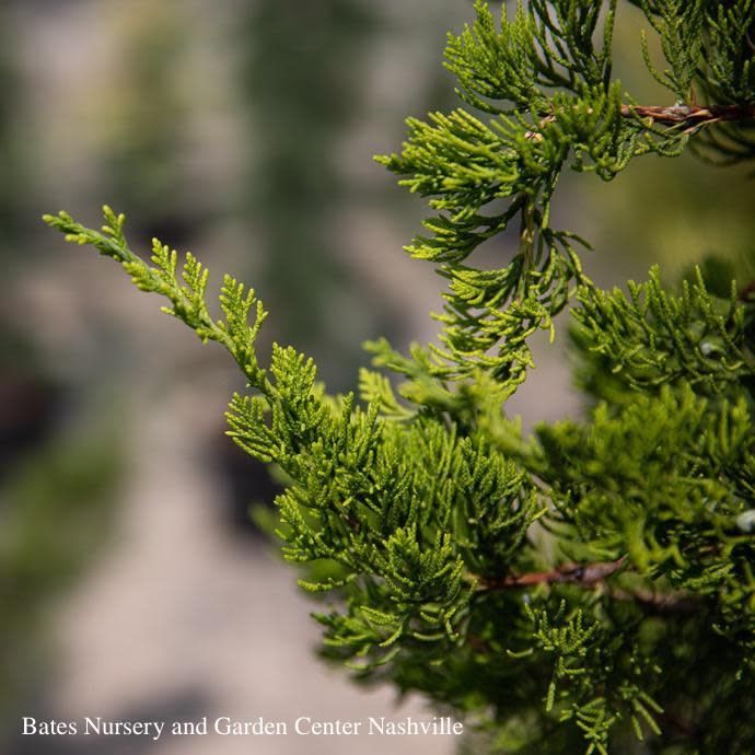 #7 Juniperus chin Torulosa/ Upright Hollywood Chinese Juniper