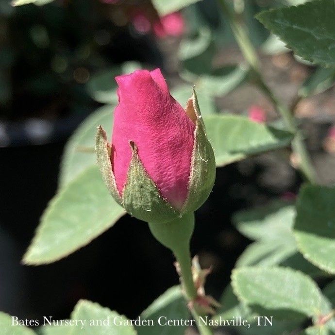 #2 Rosa Zephirine Drouhin/ Pink Climbing Rose Pink - No Warranty