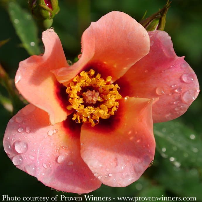 #3 Rosa x PW Ringo &#39;All-Star&#39;/ Orange Shrub Rose - No Warranty