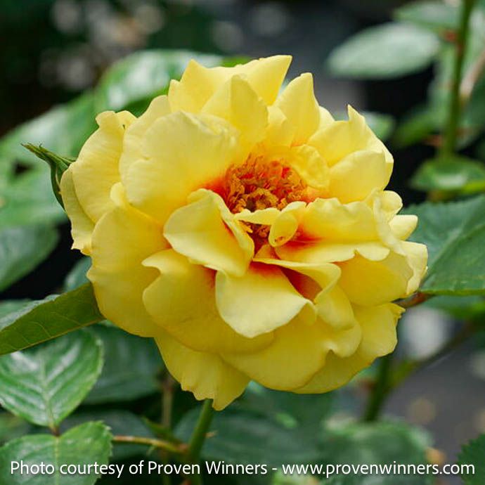 #3 Rosa x PW Rise Up &#39;Ringo&#39;/ Yellow Climbing Rose - No Warranty
