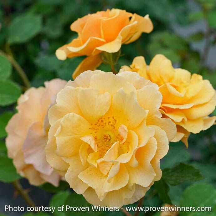 #3 Rosa x PW Rise Up Amberness/ Yellow Climbing Rose - No Warranty