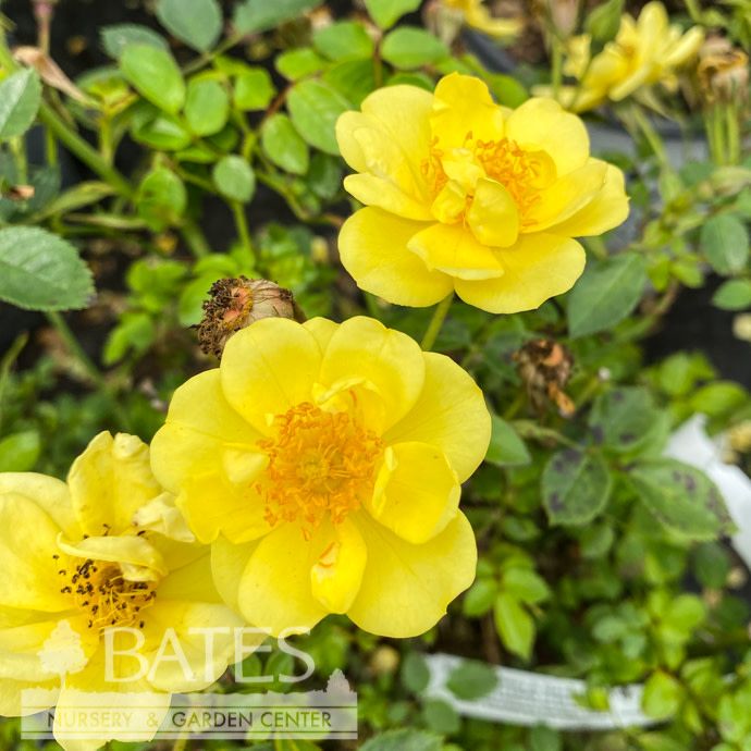 #3 Rosa PW Oso Easy &#39;Lemon Zest&#39;/ Yellow Shrub Rose - No Warranty
