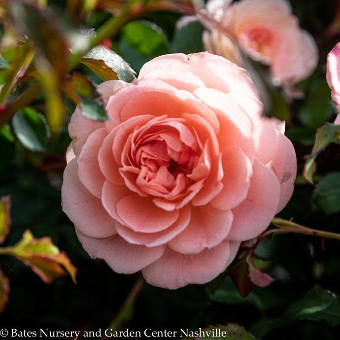 #3 Rosa Apricot Drift/ Groundcover Rose - No Warranty