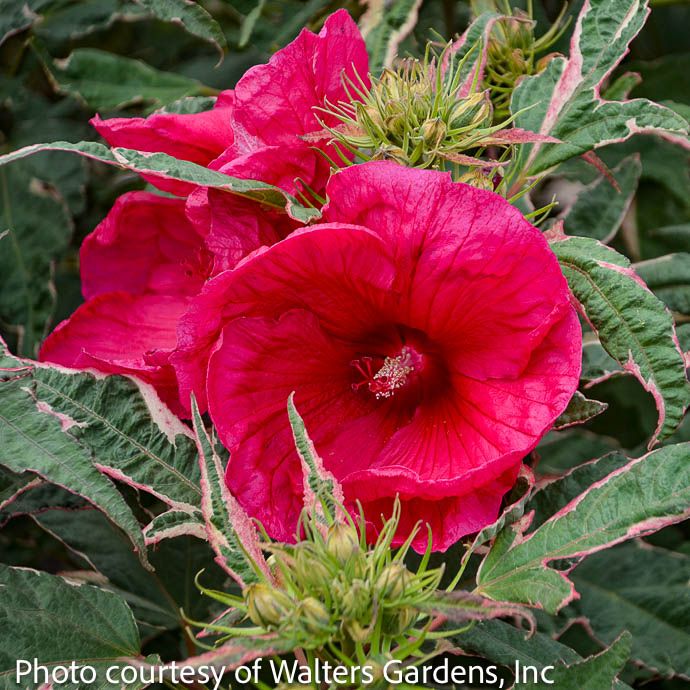 #1 Hibiscus x Summer Carnival/ Variegated Dark Pink Hardy