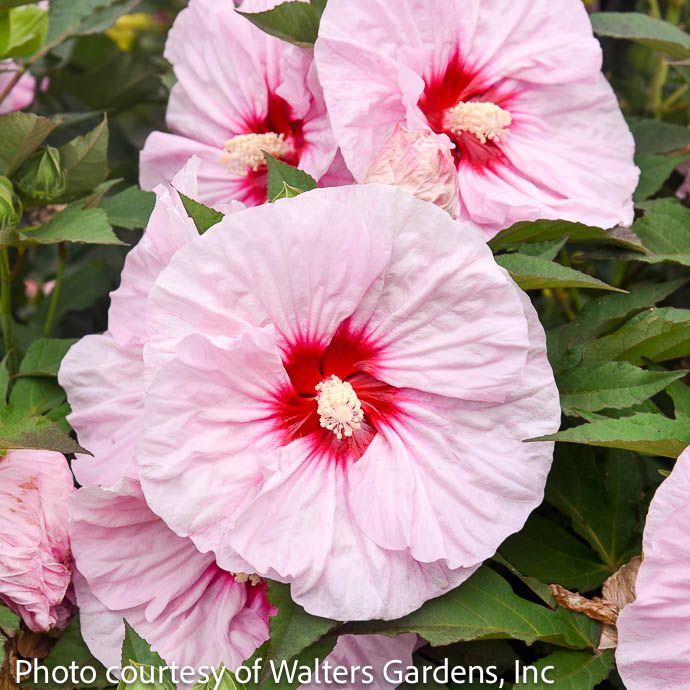 #1 Hibiscus Summerific 'All Eyes On Me'/ Compact Pink w/ Dark Pink Eye Hardy