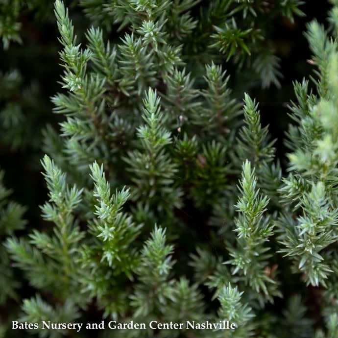 #7 Juniperus chin Blue Point/ Upright Chinese Juniper