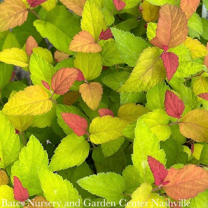 #1 Spiraea japonica PW Double Play &#39;Candy Corn&#39;/ Purple Flowers