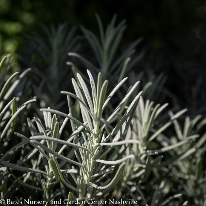 #1 Lavandula x int Grosso/ French Lavender - No Warranty
