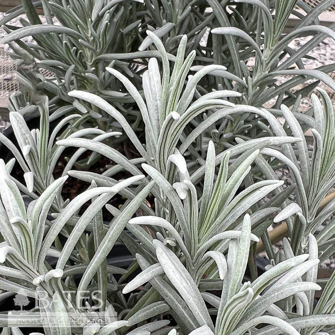 #1 Lavandula x int Exceptional/ White Lavender - No Warranty