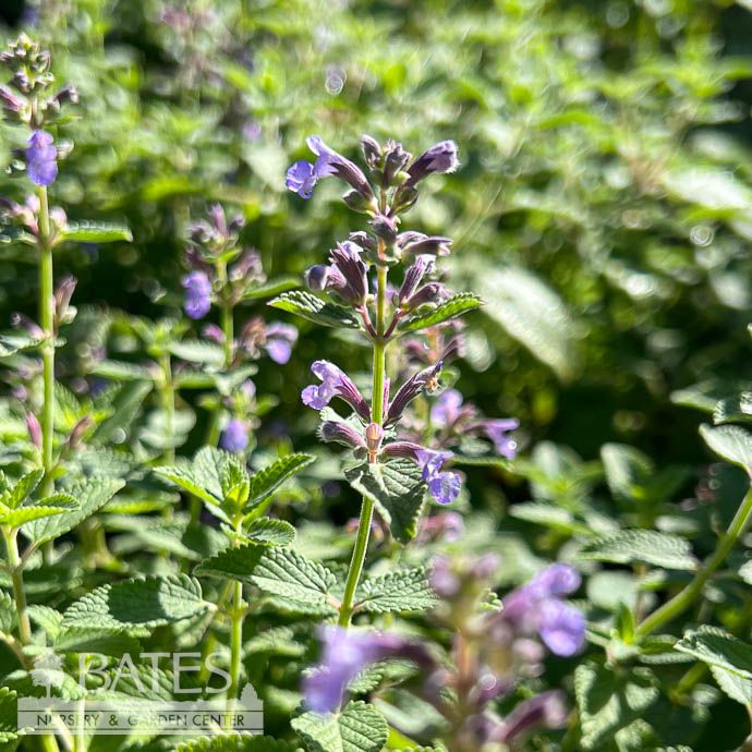 #1 Nepeta faas SylvesterBlue/ Catmint