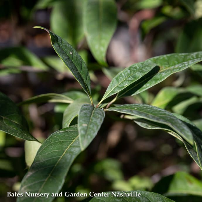 #7 3&#39; CLUMP Chionanthus virginicus/ American Fringetree Native (TN)