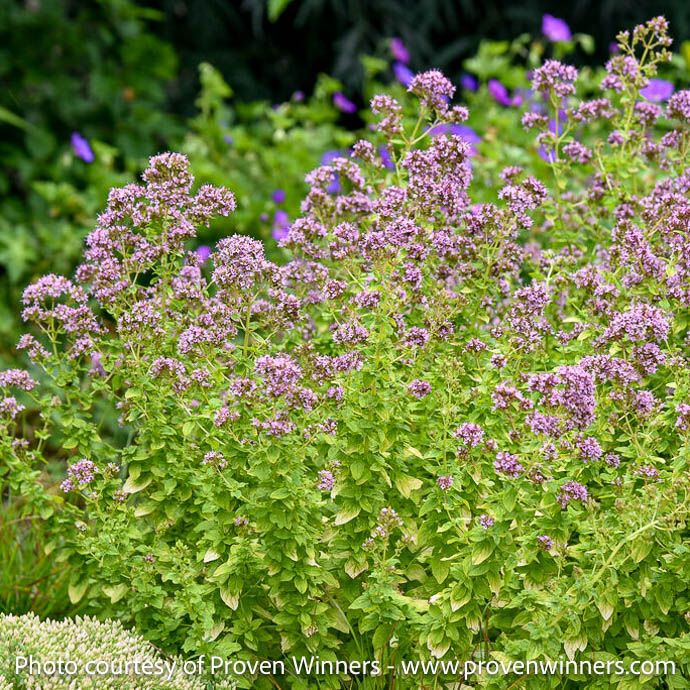 #1 Origanum x PW Drops of Jupiter/ Ornamental Oregano
