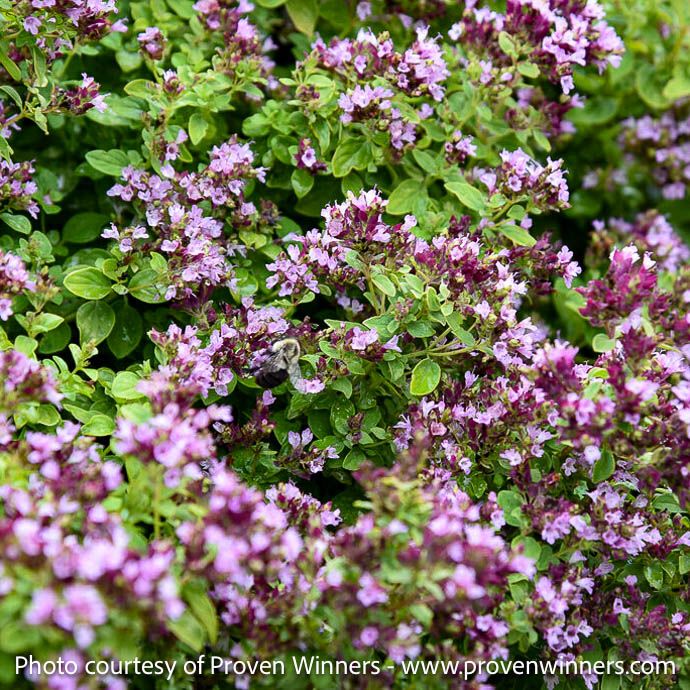#1 Origanum x PW Drops of Jupiter/ Ornamental Oregano
