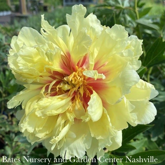 #2 Paeonia Bartzella/ Double Yellow Itoh Peony
