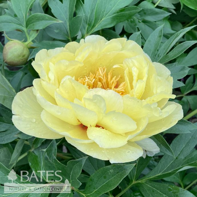 #2 Paeonia Bartzella/ Double Yellow Itoh Peony
