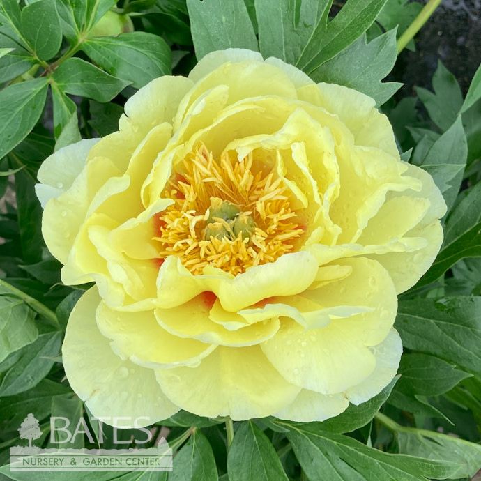#2 Paeonia Bartzella/ Double Yellow Itoh Peony