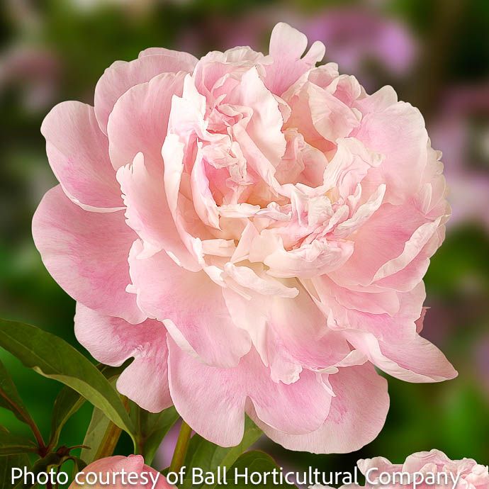 #1 Paeonia Catharina Fontijn (Fontyn)/ Pink  Peony