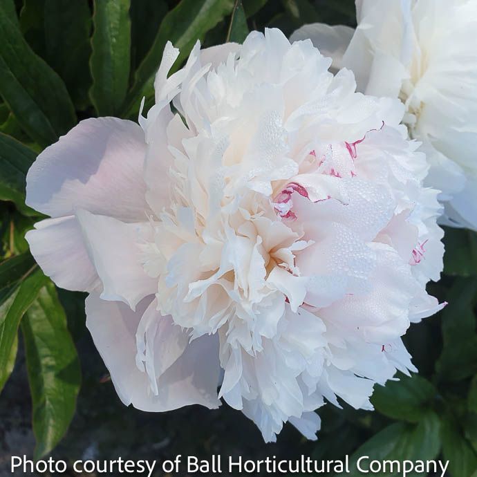 #1 Paeonia Pecher/ White, Pink Peony