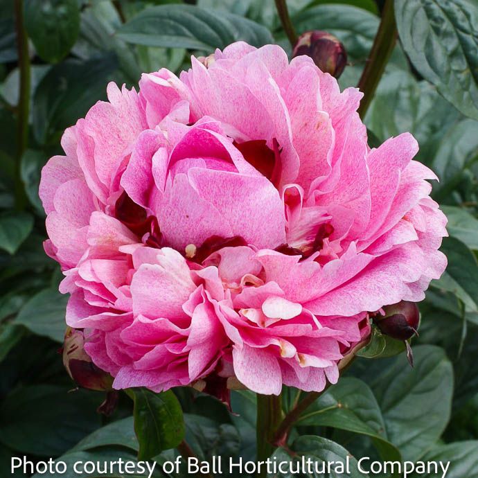 #1 Paeonia The Fawn/ Pink Peony