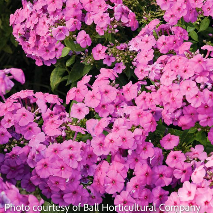 QP Phlox pan Flame Pink/ Upright Garden Native (TN)