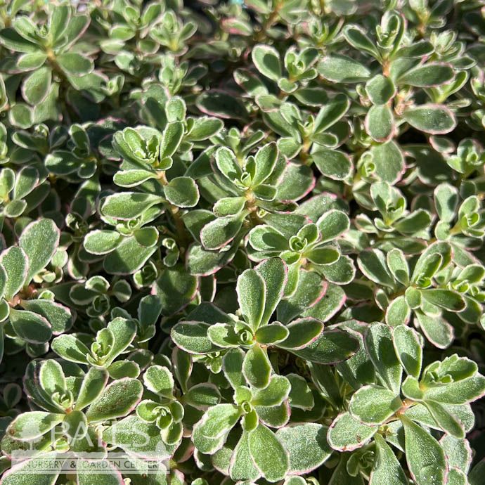 #1 Sedum spurium Tricolor/ Variegated Stonecrop