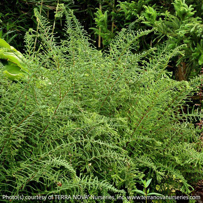 #1 Athyrium filix-fem Dre&#39;s Dagger/ Dwarf Lady Fern Native (TN)