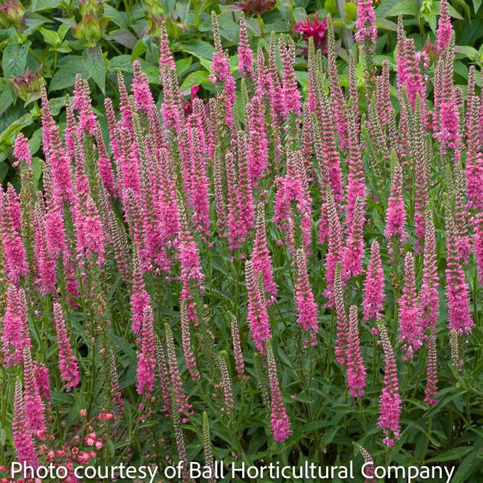 #1 Veronica Red Fox/ Speedwell