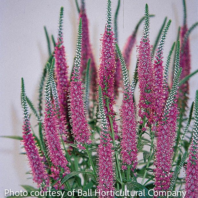 #1 Veronica Red Fox/ Speedwell