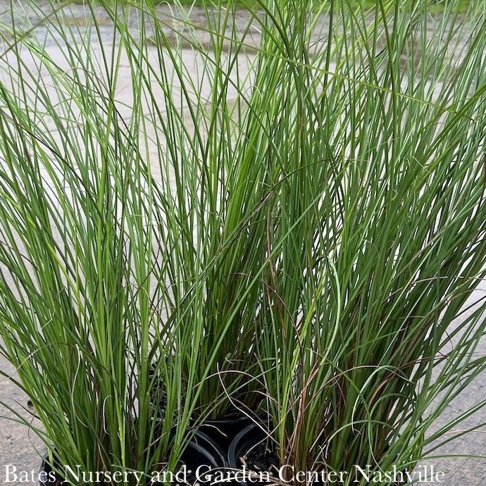 #1 Grass Miscanthus sine Scout/ Maiden