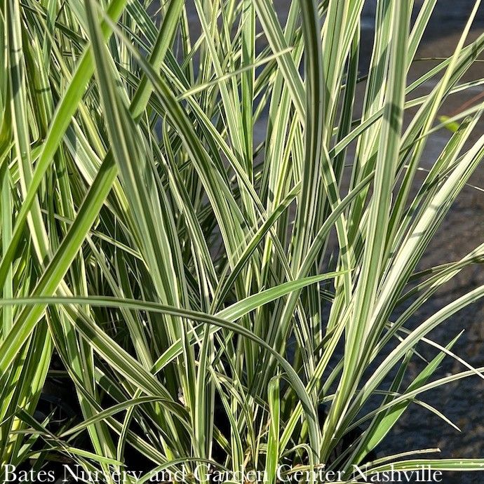 #3 Grass Miscanthus sine Rigoletto/ Japanese Silver