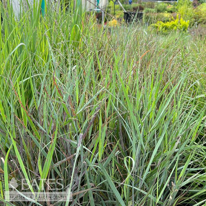 #1 Grass Panicum virg Prairie Dog/ Switch Native (TN)