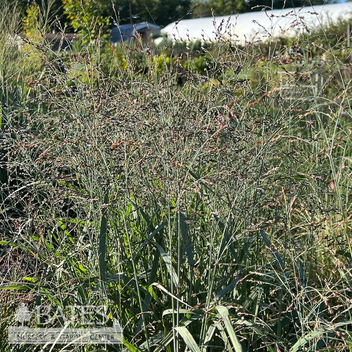 #1 Grass Panicum virg Prairie Dog/ Switch Native (TN)