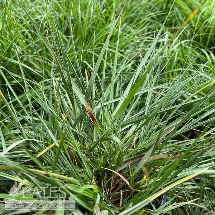 #3 Grass Pennisetum alopecuroides/ Fountain