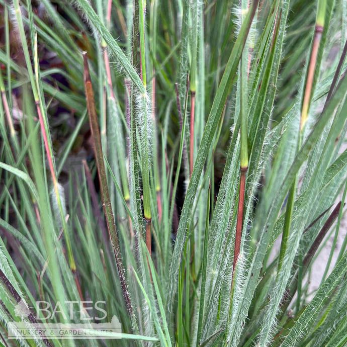 #1 Grass Schizachyrium scop Ha Ha Tonka/ Little Bluestem Native (TN)