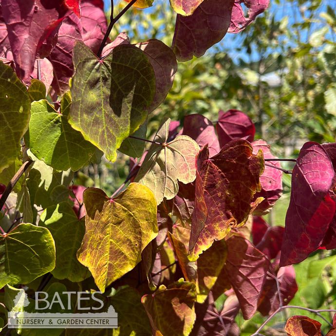 #3 Cercis can Flame Thrower/ Redbud Native (TN)