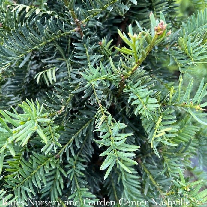 #7  42&quot; Taxus cusp Captain/ Pyramidal Fastigiata Yew