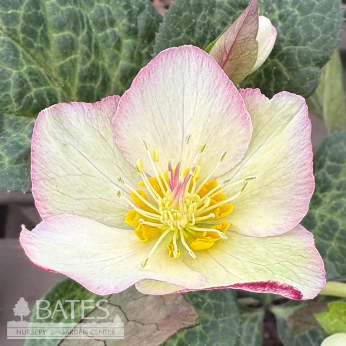 #1 Helleborus Ice N&#39; Roses &#39;Mary Marble&#39;/ Lenten Rose