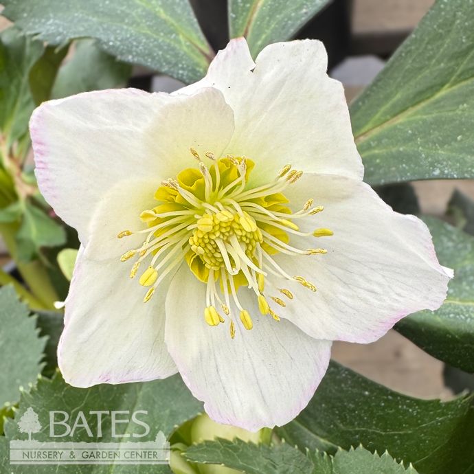 #1 Helleborus x gland Ice N' Roses 'Picotee'/ White w Pink Lenten Rose
