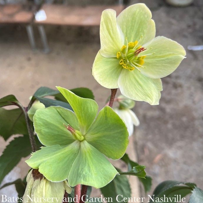#1 Helleborus x gland Ice N' Roses 'White'/ Green Lenten Rose