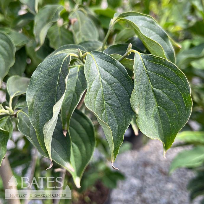 #7 Cornus kousa chinensis Celestial/ White Flowering Dogwood