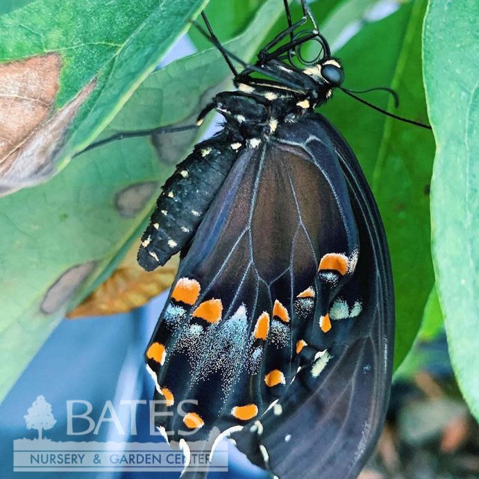 #5 Lindera benzoin/ Northern Spicebush Native (TN)