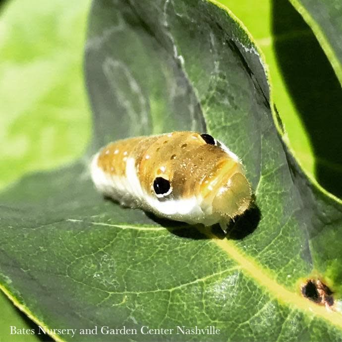 #5 Lindera benzoin/ Northern Spicebush Native (TN)