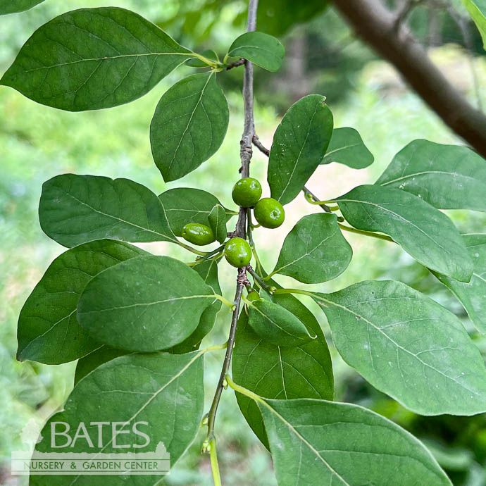 #5 Lindera benzoin/ Northern Spicebush Native (TN)