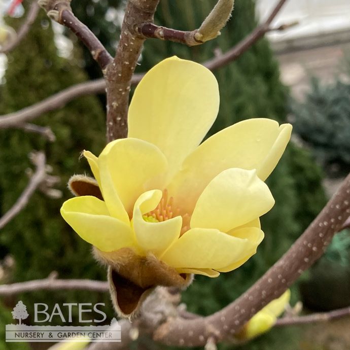 #7 3&#39; SINGLE Magnolia acum x den Butterflies/ Yellow Deciduous